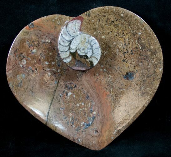 Heart Shaped Fossil Goniatite Dish #10648